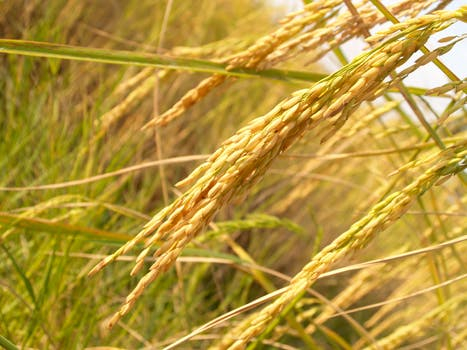 Rice paddy photo